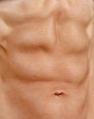 musculature, abdo