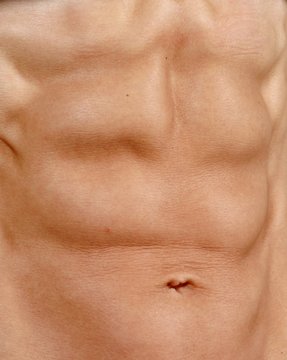 musculature, abdo