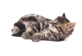 adorable chaton tigré de un mois