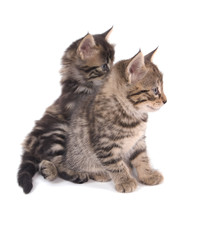 deux chatons tigrés sur fond blanc