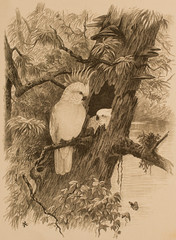 Antique Engraved Bird Print -  Cockatoo 1887