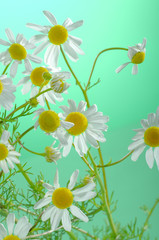 Kamille Matricaria chamomilla im Sonnenlicht Heilpflanze