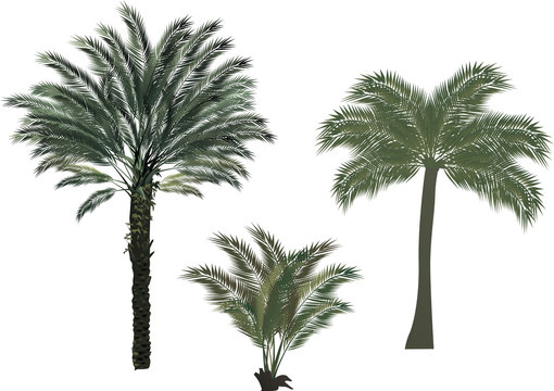 three palm trees on white