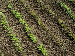 lettuce seedlings