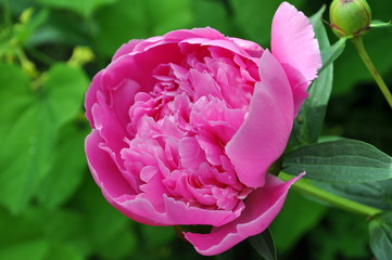 peonia rosa