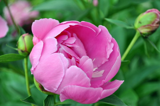 fiore rosa di peonia