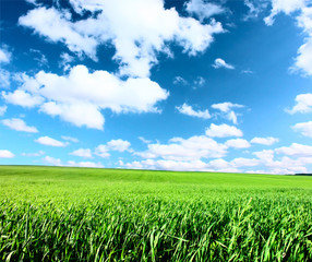 Obraz premium Meadow