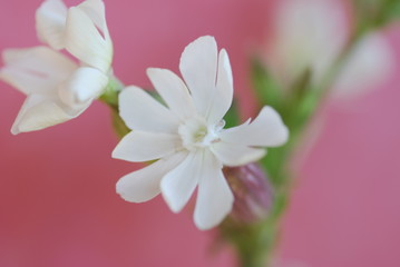 Weiße Lichtnelke (Silene dioica)