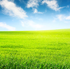 Obraz premium Meadow