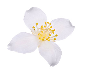 Fototapeta na wymiar Jasmin pojedynczy kwiat na białym tle