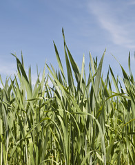 Naklejka premium Green field