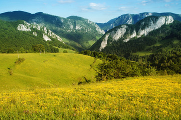 Fototapeta na wymiar Landscape with yellow flowers and blue sky