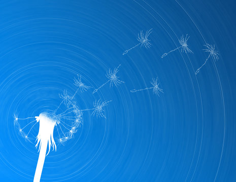 Blow dandelion. Digital concept