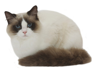 ragdoll roulé en boule