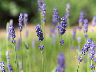 Lavendel