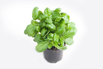 Basilikum Kräuterstöckchen