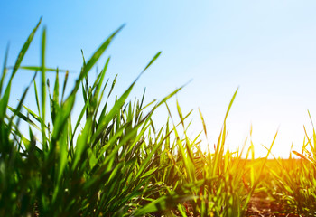 Obraz premium Meadow with green grass and blue sky with clouds
