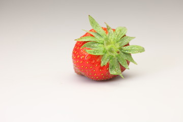 erdbeere