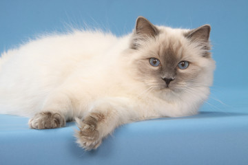 allure de star du ragdoll