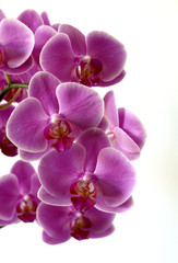 Naklejka na ściany i meble Orchid w różu