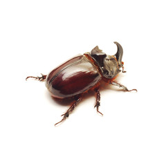 beetle isolated