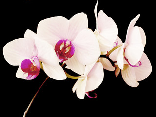 orchidea - obrazy, fototapety, plakaty
