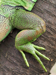 Leguan