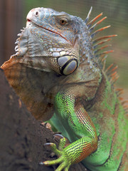 Leguan