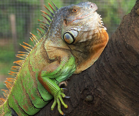 Leguan