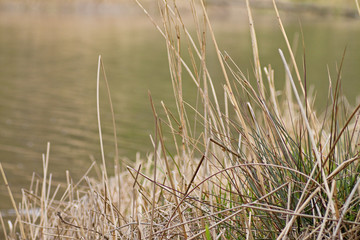grass on the lake side.