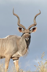 Male Kudu Antelope © arniepaul