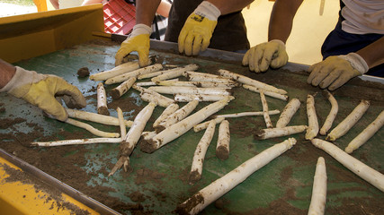Spargel sortieren beim Ernten