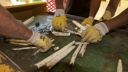 Spargel sortieren beim Ernten