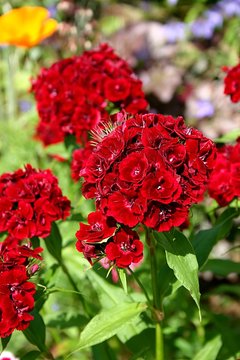 Bartnelke (Dianthus barbatus)