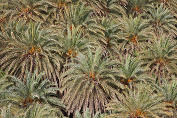 Naklejka na ściany i meble Palm tree background