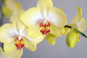 Obraz na płótnie Canvas orchid flower close-up