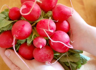 Hände mit Radieschen