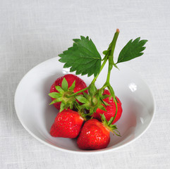 rote Erdbeeren am grünen Strauch in einer weißen Schale