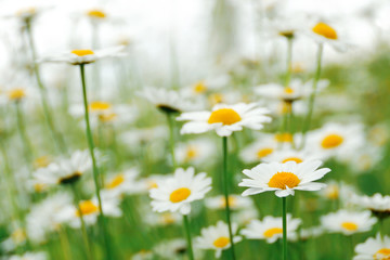 Fototapeta na wymiar Daisy flowers in the field