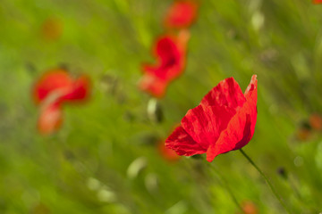 Fototapeta premium Poppy in the green field.