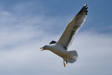 Lesser Black-backed Gull in flight