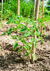 Baby tomato plant in kitchen garden