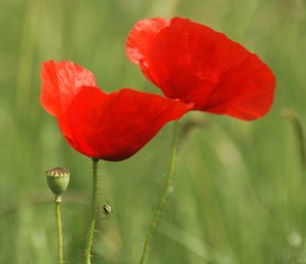 Rote Mohnblumen,