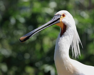 portrait de la spatule blanche