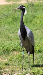 grue demoiselle de numidie