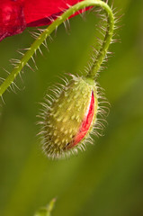 éclosion d'un coquelicot