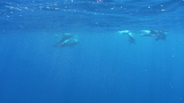 Playfull Bottlenose dolphins