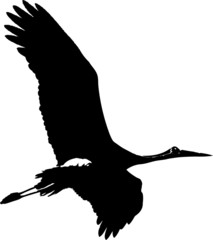 storch_3_bw