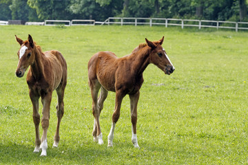 Two young horses on the pasture