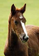 Young horse with grass in the face
